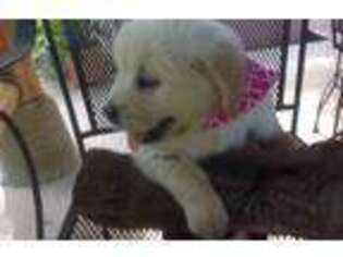 Golden Retriever Puppy for sale in Huntsville, TX, USA