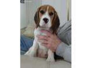 Beagle Puppy for sale in Calimesa, CA, USA