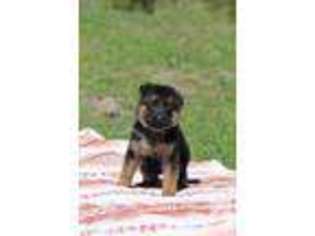 German Shepherd Dog Puppy for sale in INDIANTOWN, FL, USA