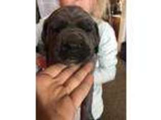 Cane Corso Puppy for sale in Carthage, MO, USA