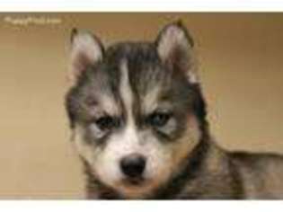 Siberian Husky Puppy for sale in Denison, IA, USA