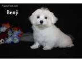 Maltese Puppy for sale in Leon, IA, USA