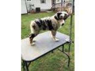 Australian Shepherd Puppy for sale in Eaton, IN, USA