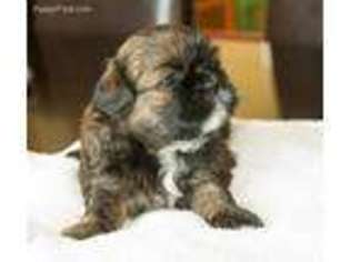 Mutt Puppy for sale in Hendersonville, TN, USA