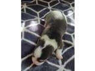 Pembroke Welsh Corgi Puppy for sale in North Las Vegas, NV, USA