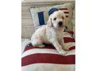 Goldendoodle Puppy for sale in Neola, UT, USA