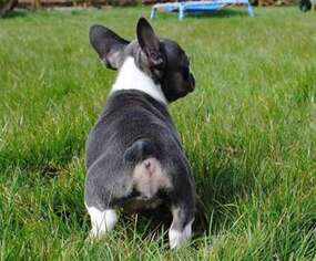 French Bulldog Puppy for sale in Mount Vernon, NY, USA
