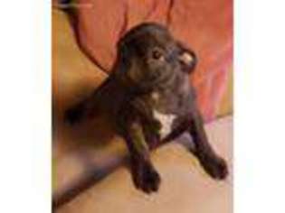 Buggs Puppy for sale in Joplin, MO, USA