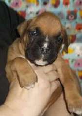 Boxer Puppy for sale in Leavenworth, WA, USA