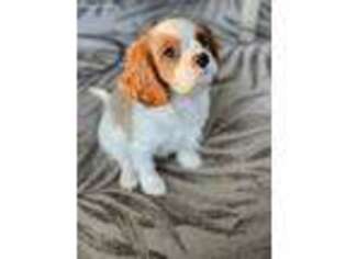 Cavalier King Charles Spaniel Puppy for sale in Chesterfield, VA, USA