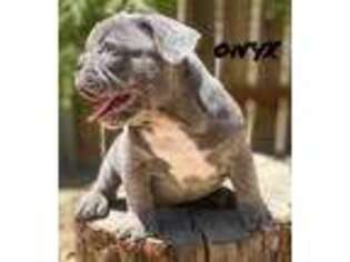 French Bulldog Puppy for sale in Visalia, CA, USA