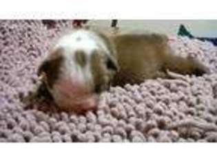Bulldog Puppy for sale in Ripon, CA, USA