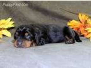 Dachshund Puppy for sale in Harrington, DE, USA