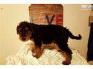 Airedale Terrier Puppy for sale in Boise, ID, USA