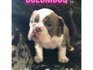 Bulldog Puppy for sale in Helena, MT, USA
