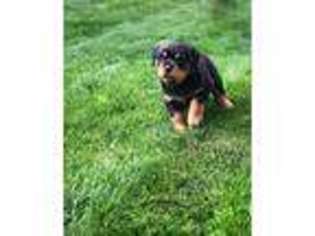 Rottweiler Puppy for sale in Lynden, WA, USA