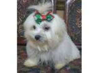 Maltese Puppy for sale in Carrollton, GA, USA