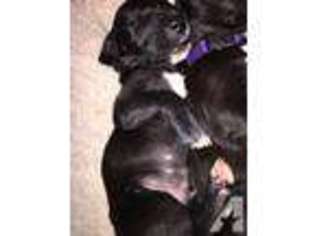 Great Dane Puppy for sale in BUCKLEY, WA, USA