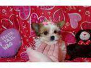 Yorkshire Terrier Puppy for sale in Okmulgee, OK, USA