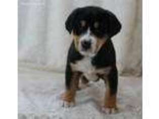 Greater Swiss Mountain Dog Puppy for sale in North English, IA, USA