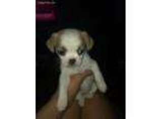 Jack Russell Terrier Puppy for sale in Brooklyn, NY, USA