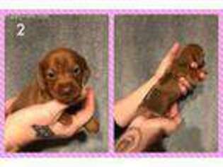 Dachshund Puppy for sale in Chillicothe, OH, USA