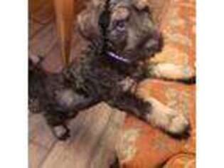 Mutt Puppy for sale in Cloverdale, OH, USA