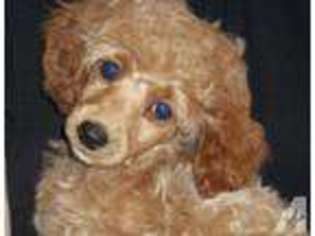 Mutt Puppy for sale in LA CENTER, WA, USA