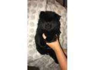 Chow Chow Puppy for sale in Plainfield, IN, USA
