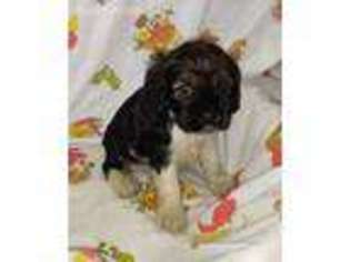 Cocker Spaniel Puppy for sale in Stockton, MO, USA