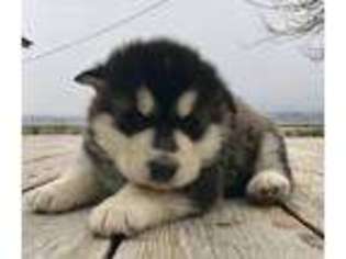 Alaskan Malamute Puppy for sale in Malta, ID, USA