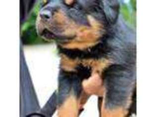 Rottweiler Puppy for sale in Grand Blanc, MI, USA