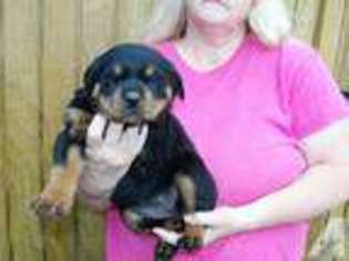 Rottweiler Puppy for sale in BRODHEAD, KY, USA