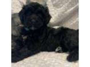 Schnoodle (Standard) Puppy for sale in Hampton, VA, USA
