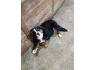 Bernese Mountain Dog Puppy for sale in Woodburn, IN, USA