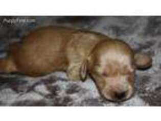 Dachshund Puppy for sale in Salem, OR, USA