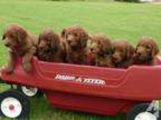 Goldendoodle Puppy for sale in GLENDALE, AZ, USA
