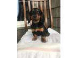 Dachshund Puppy for sale in Mayslick, KY, USA