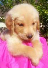 Golden Retriever Puppy for sale in Sugar Land, TX, USA