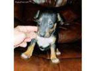 Bull Terrier Puppy for sale in Carlisle, PA, USA