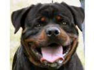 Rottweiler Puppy for sale in Lafayette, TN, USA