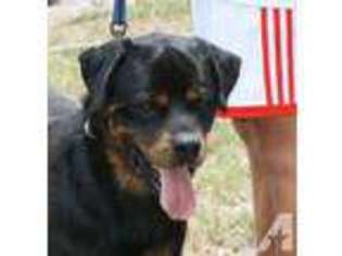 Rottweiler Puppy for sale in LAKE WALES, FL, USA