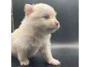 Pomeranian Puppy for sale in Rochester, NY, USA