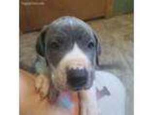 Great Dane Puppy for sale in Portville, NY, USA