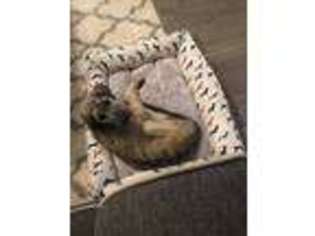 Irish Wolfhound Puppy for sale in Aurora, CO, USA