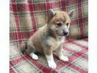 Shiba Inu Puppy for sale in Ozark, MO, USA