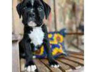 Boxer Puppy for sale in Jackson, NJ, USA