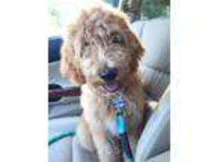 Goldendoodle Puppy for sale in Zionsville, IN, USA