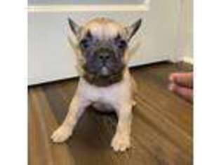 French Bulldog Puppy for sale in Plainsboro, NJ, USA