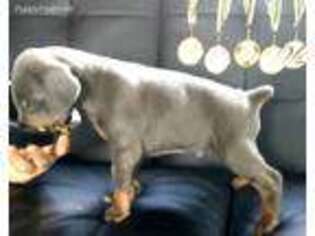 Doberman Pinscher Puppy for sale in Ennis, TX, USA